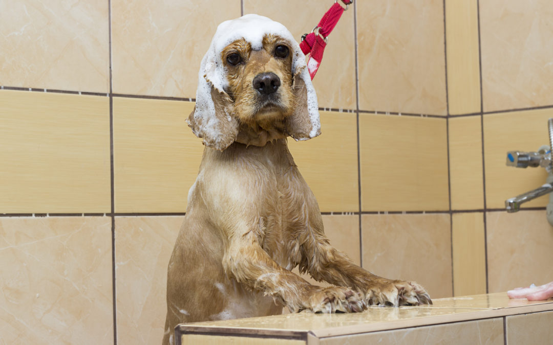 The Newest Trend in Home Hygiene – Dedicated Dog Showers!