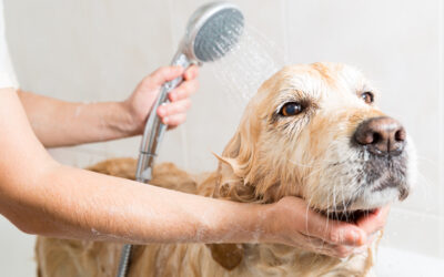 Pamper Your Pets: The Practicality of Pet Showers in Your Home